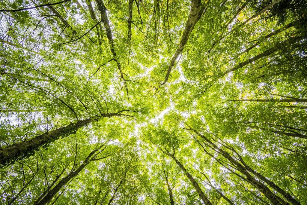 Looking up through the dense green canopy in a vibrant forest, showcasing natures beauty.